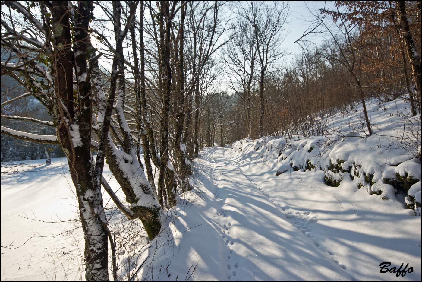 Alberi d''inverno... un invito